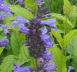 Nepeta kubanica