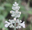 Nepeta nepetella subsp. aragonensis