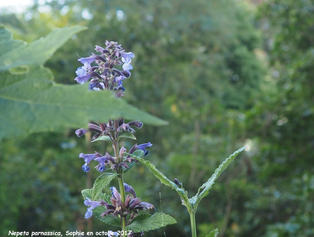 Nepeta parnassica