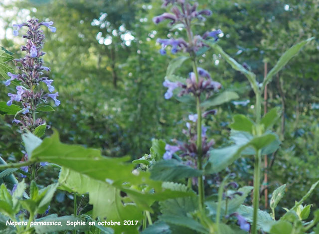 Nepeta parnassica
