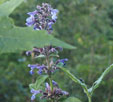 Nepeta nepetella subsp. aragonensis