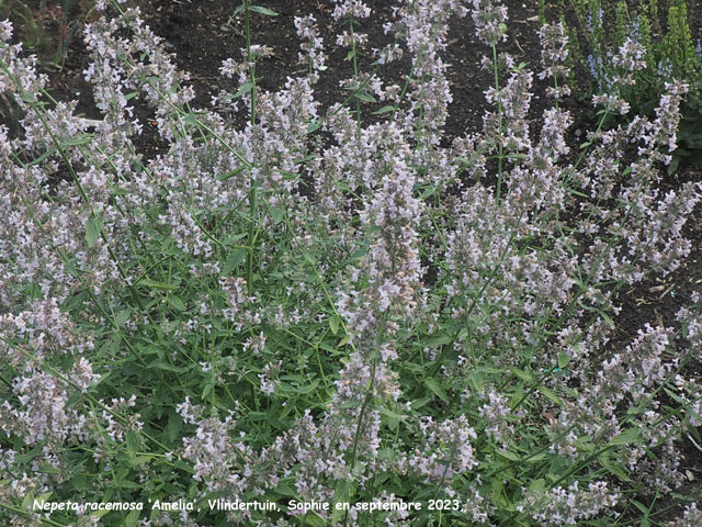 Nepeta racemosa 'Amelia'