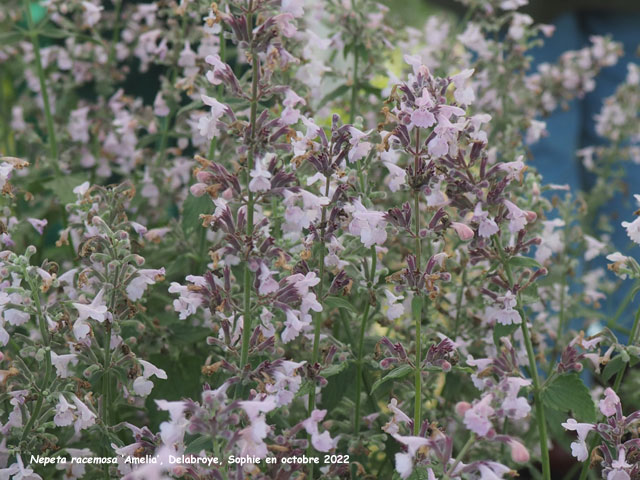 Nepeta racemosa 'Amelia'