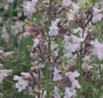 Nepeta racemosa 'Amelia'