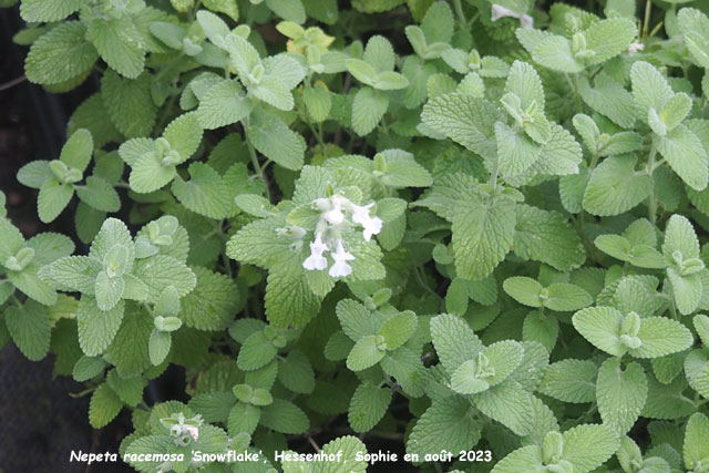 Nepeta racemosa 'Snowflake'
