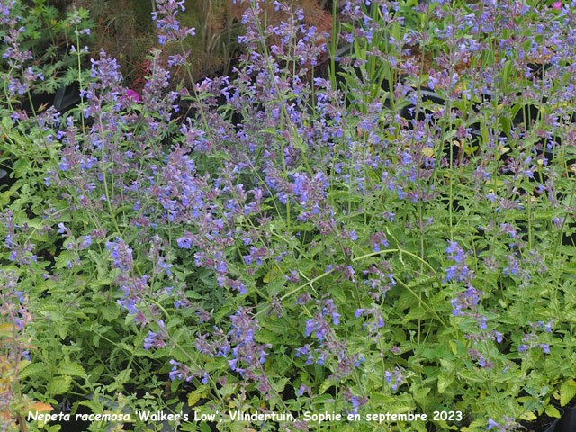 Nepeta racemosa 'Walker's Low'