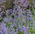 Nepeta racemosa 'Walker's Low'