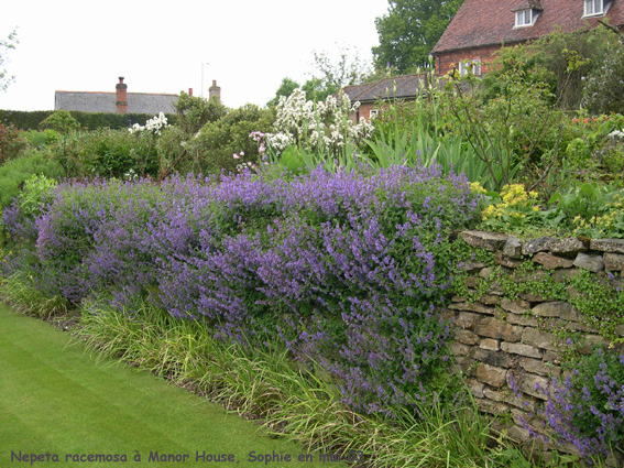 Nepeta racemosa