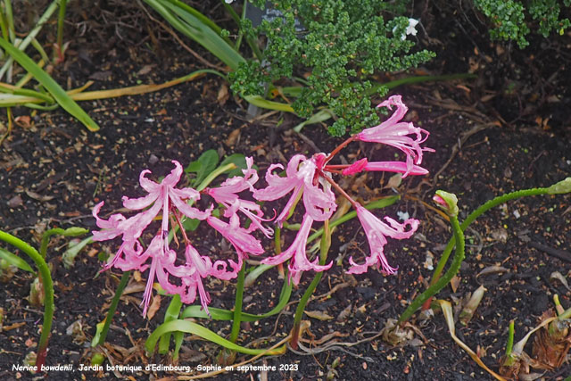 Nerine bowdenii