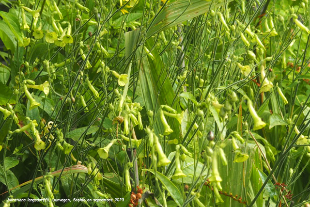 Nicotiana langsdorffii