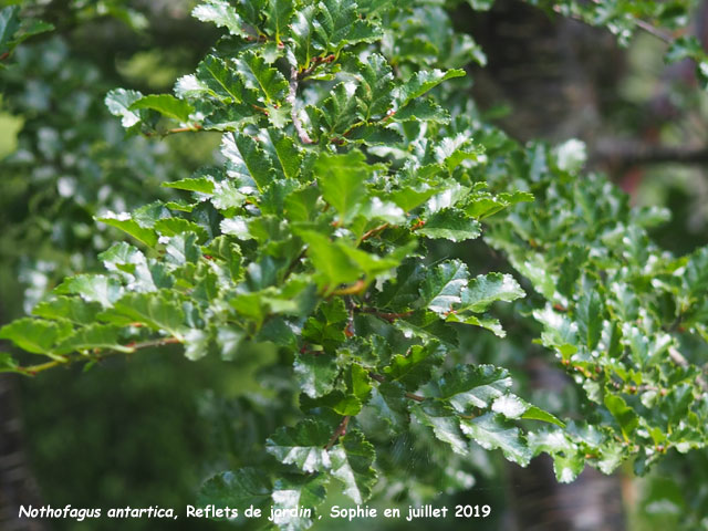 Nothofagus antartica