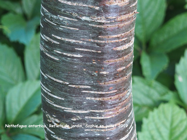 Nothofagus antartica