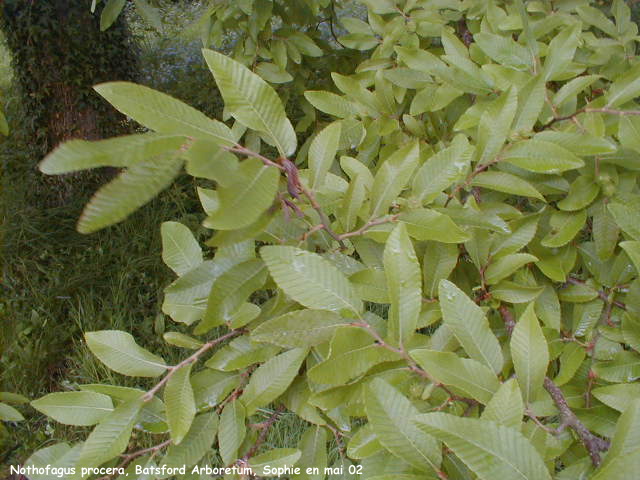 Nothofagus procera