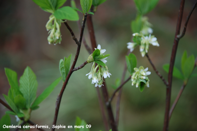 Oemleria cerasiformis