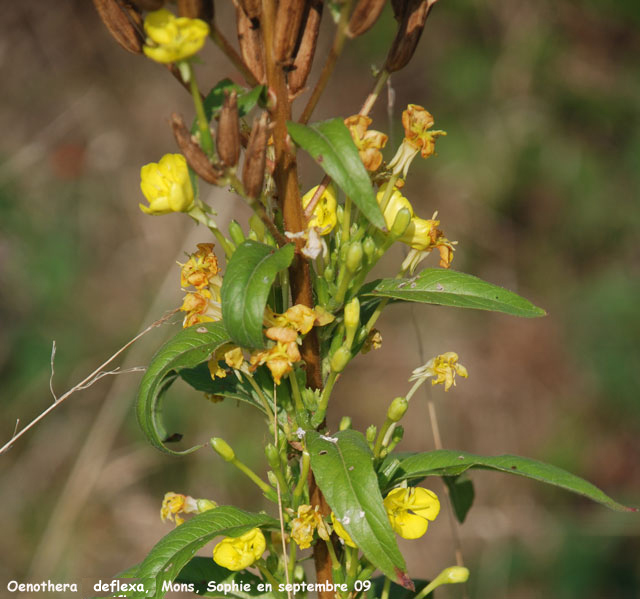 Oenothera deflexa