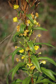 Oenothera deflexa