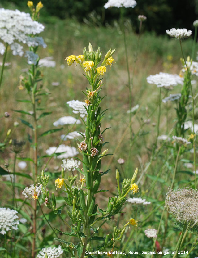 Oenothera_deflexa