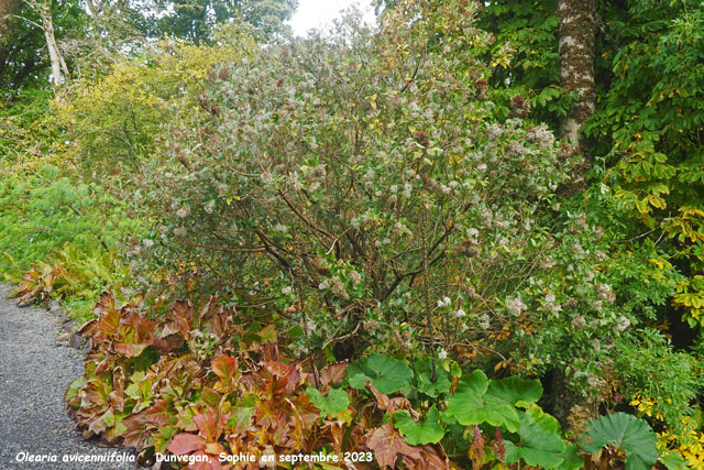 Olearia avicenniifolia