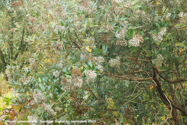 Olearia avicenniifolia