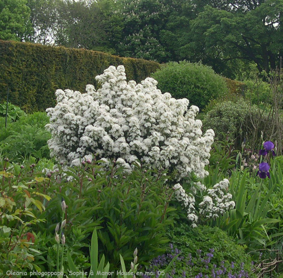 Olearia phlogopappa