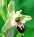 Ophrys  fuciflora