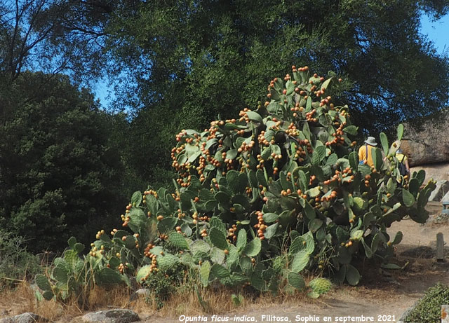 Opuntia ficus-indica