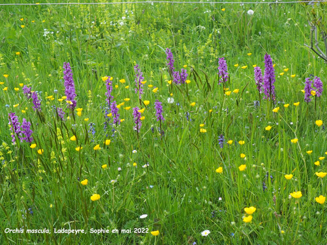 Orchis mascula