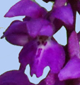 Orchis mascula