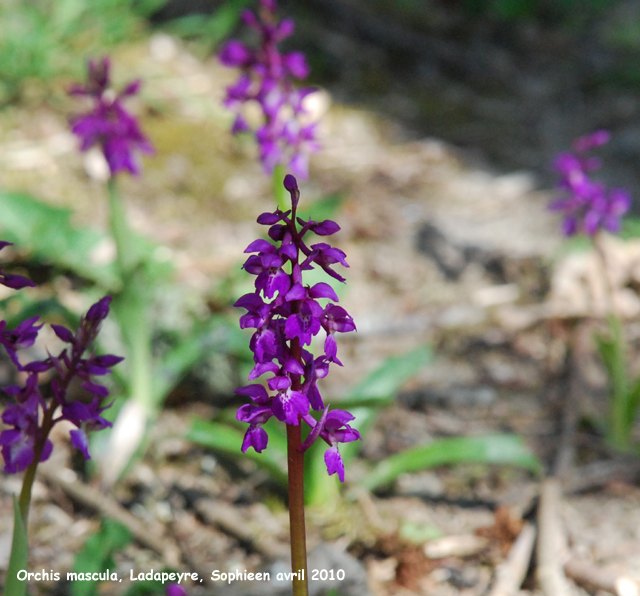 Orchis mascula