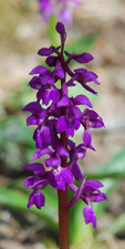 Orchis mascula