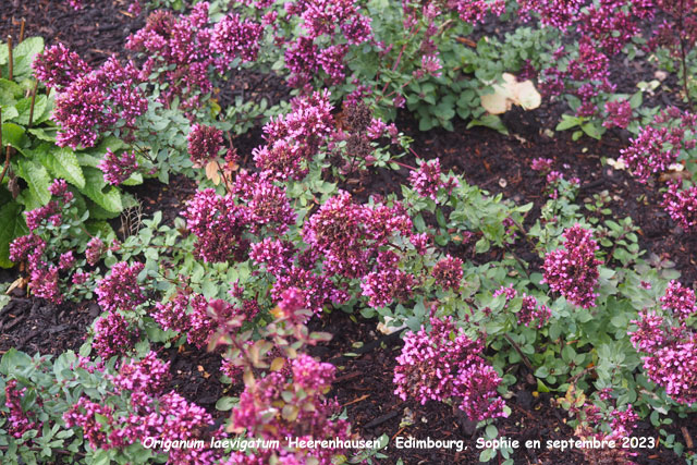 Origanum laevigatum 'Herrenhausen'