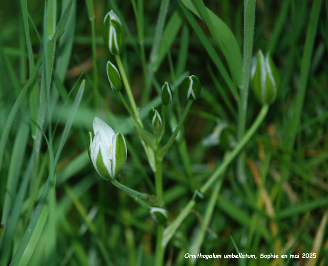 Ornithogalum_umbellatum