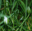 Ornithogalum umbellatum