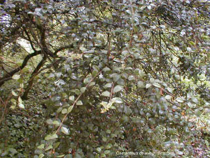 Osmanthus delvayi