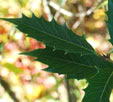 Osmanthus armatus