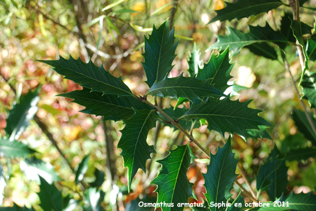 Osmanthus armatus