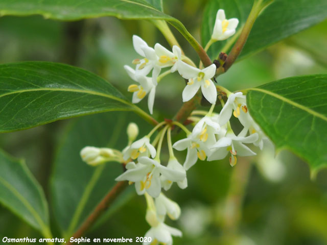 Osmanthus armatus