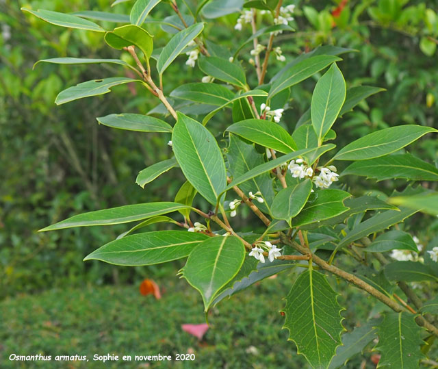 Osmanthus armatus