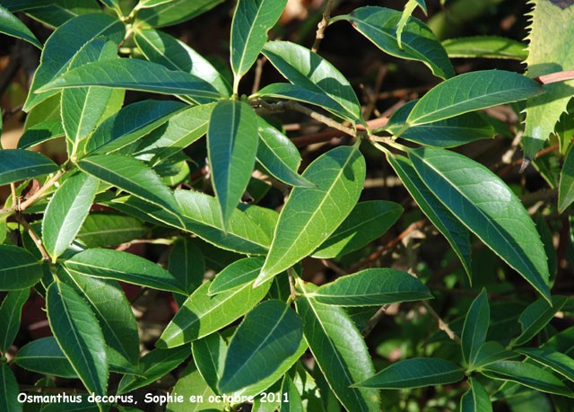 Osmanthus decorus