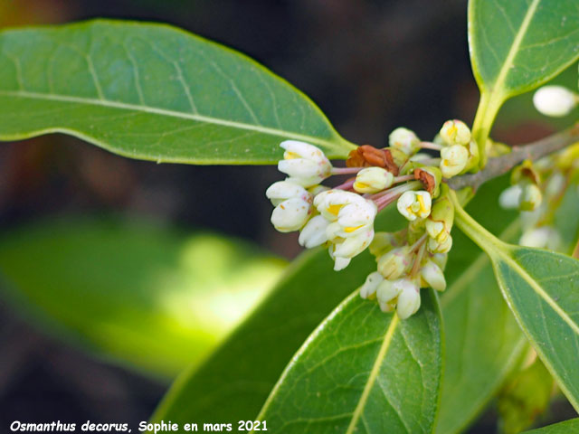 Osmanthus decorus