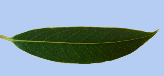 Osmanthus decorus