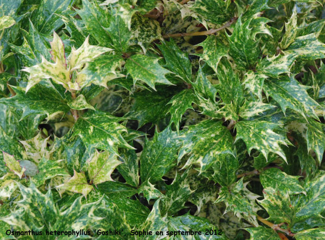 Osmanthus heterophyllus 'Goshiki'