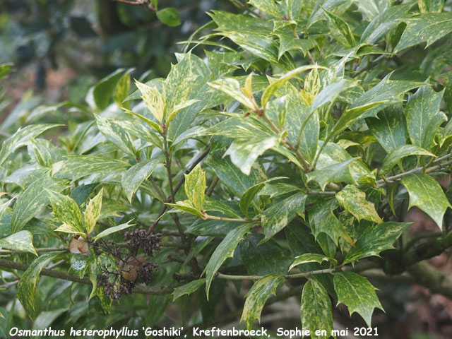 Osmanthus heterophyllus 'Goshiki'