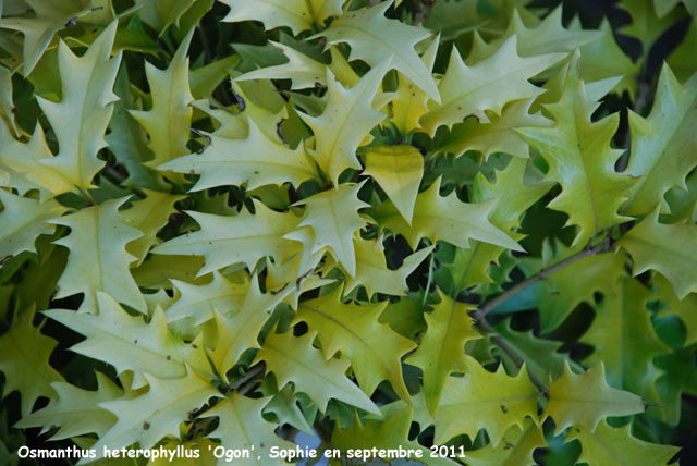 Osmanthus hetrophyllus 'Ogon'