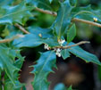 Oslmanthus heterophyllus 'Purpureus'