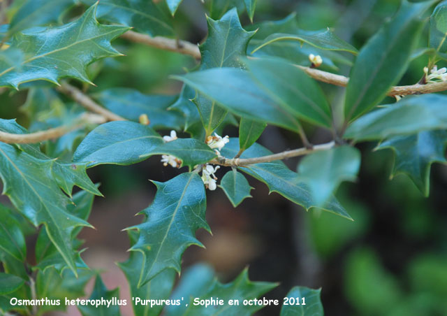 Osmanthus heterophyllus 'Purpureus" 