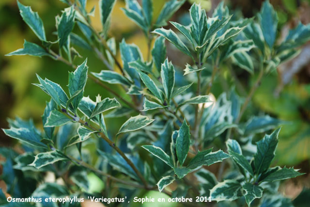 Osmanthus heterophyllus 'Variegatus'