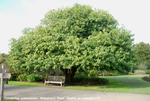 Osmanthus yunnanensis