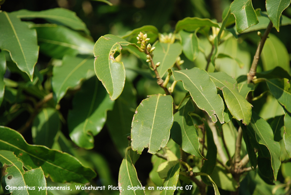 Osmanthus yunnanensis