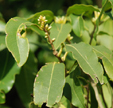 Osmanthus yunnanensis